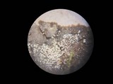 Bulbillomyces farinosus image