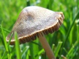 Panaeolus subbalteatus image