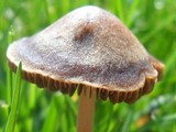 Panaeolus subbalteatus image