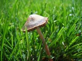 Panaeolus subbalteatus image