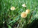 Conocybe tenera image