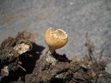 Tarzetta cupularis image