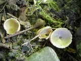 Tarzetta cupularis image