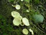 Tarzetta cupularis image