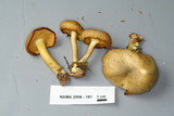 Tricholomopsis decora image