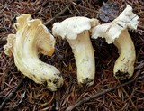 Cantharellus subalbidus image