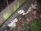 Pleurotus pulmonarius image