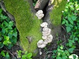 Pleurotus pulmonarius image
