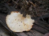 Royoporus badius image