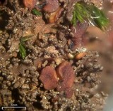 Massalongia carnosa image