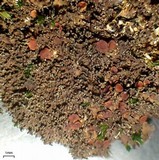 Massalongia carnosa image