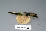 Tyromyces chioneus image