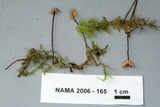 Xeromphalina cauticinalis image