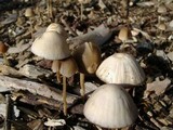 Psathyrella corrugis image