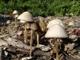 Psathyrella corrugis image