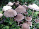 Psathyrella corrugis image