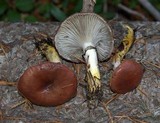Gomphidius subroseus image