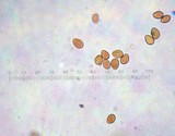 Gymnopilus croceoluteus image