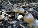 Psilocybe baeocystis image