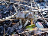 Psilocybe baeocystis image