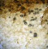 Gymnopilus croceoluteus image
