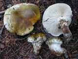Tricholoma focale image