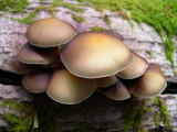 Psathyrella piluliformis image