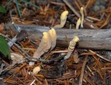 Clavariadelphus ligula image