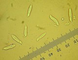 Clavariadelphus ligula image