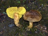 Phylloporus arenicola image
