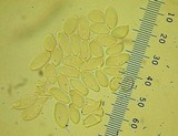 Phylloporus arenicola image