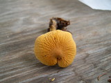 Cystoderma amianthinum image