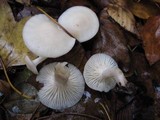 Hygrocybe virginea var. virginea image