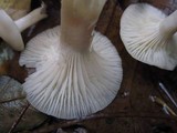 Cuphophyllus virgineus image