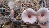Lactarius hepaticus image