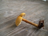 Cystoderma amianthinum image