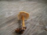 Cystoderma amianthinum image