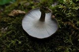Polyporus brumalis image