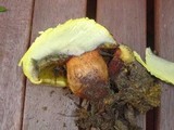 Boletus orovillus image