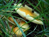 Hypholoma capnoides image