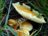 Hypholoma capnoides image