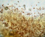 Galerina vittiformis image