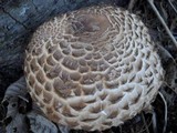 Chlorophyllum rachodes image