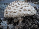 Chlorophyllum rachodes image