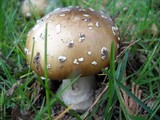Amanita ameripanthera image