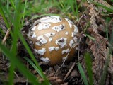 Amanita ameripanthera image