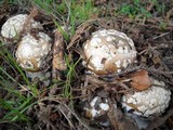 Amanita ameripanthera image