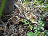 Coltricia perennis image