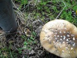 Coltricia perennis image