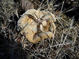 Coltricia perennis image